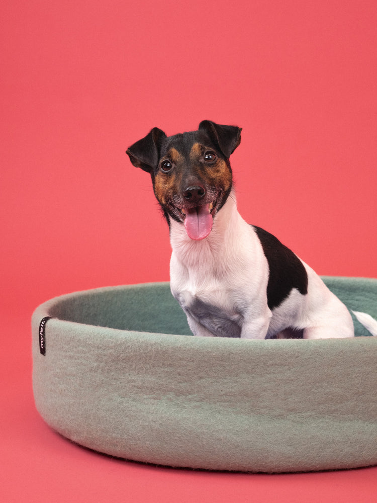 Cesta para perros fina