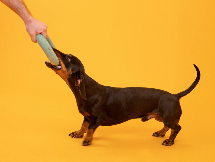 Bonito juguete para perros - anillo