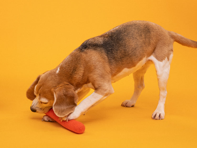 Bonito juguete para perros - stock